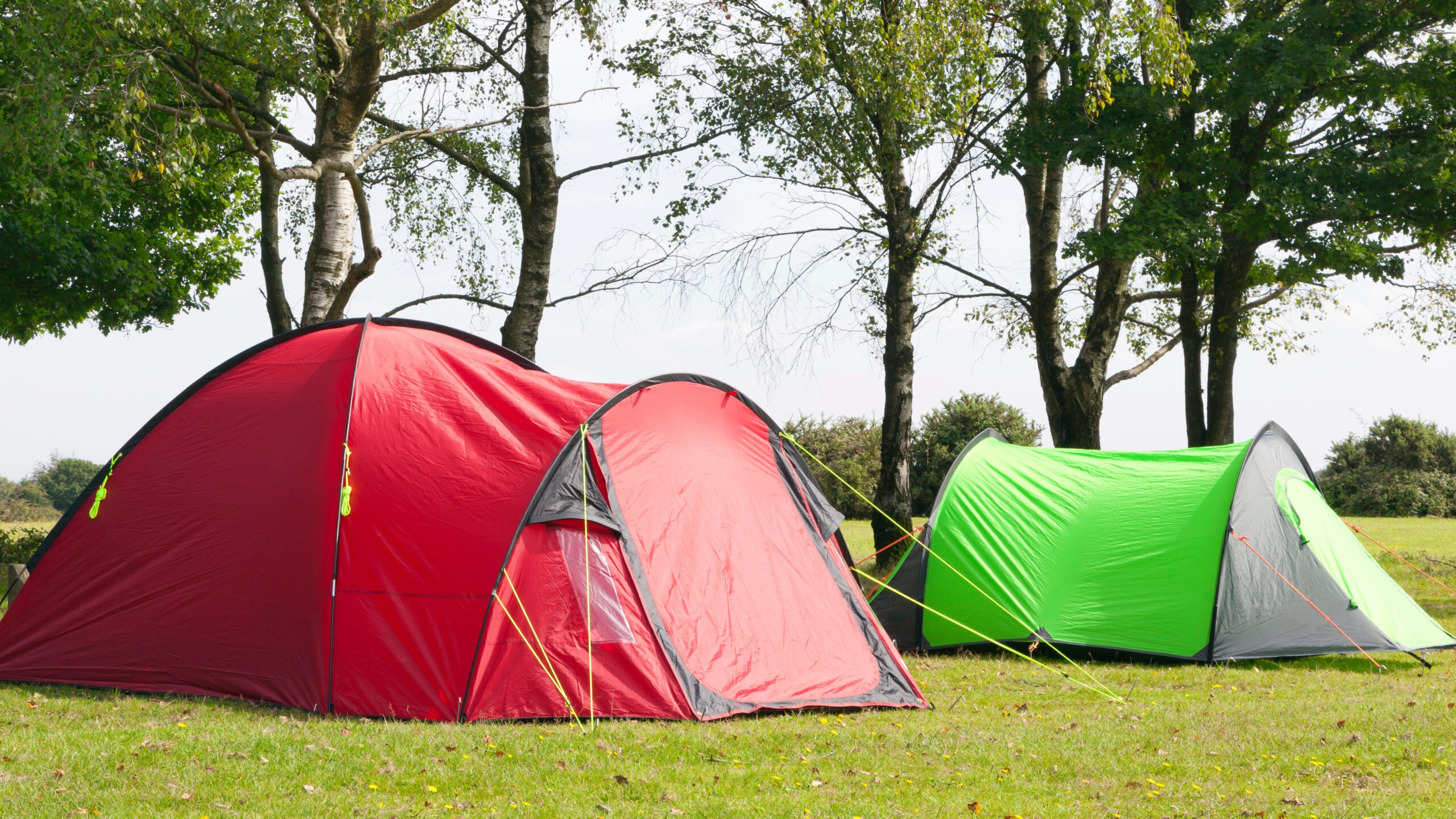 Colourful camping tents under the trees on a sunny day
