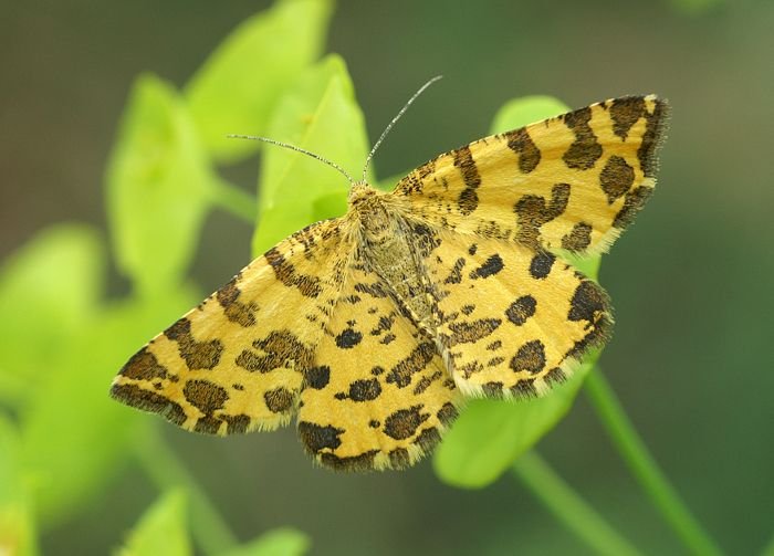 Speckled-Yellow-Paul-Brock