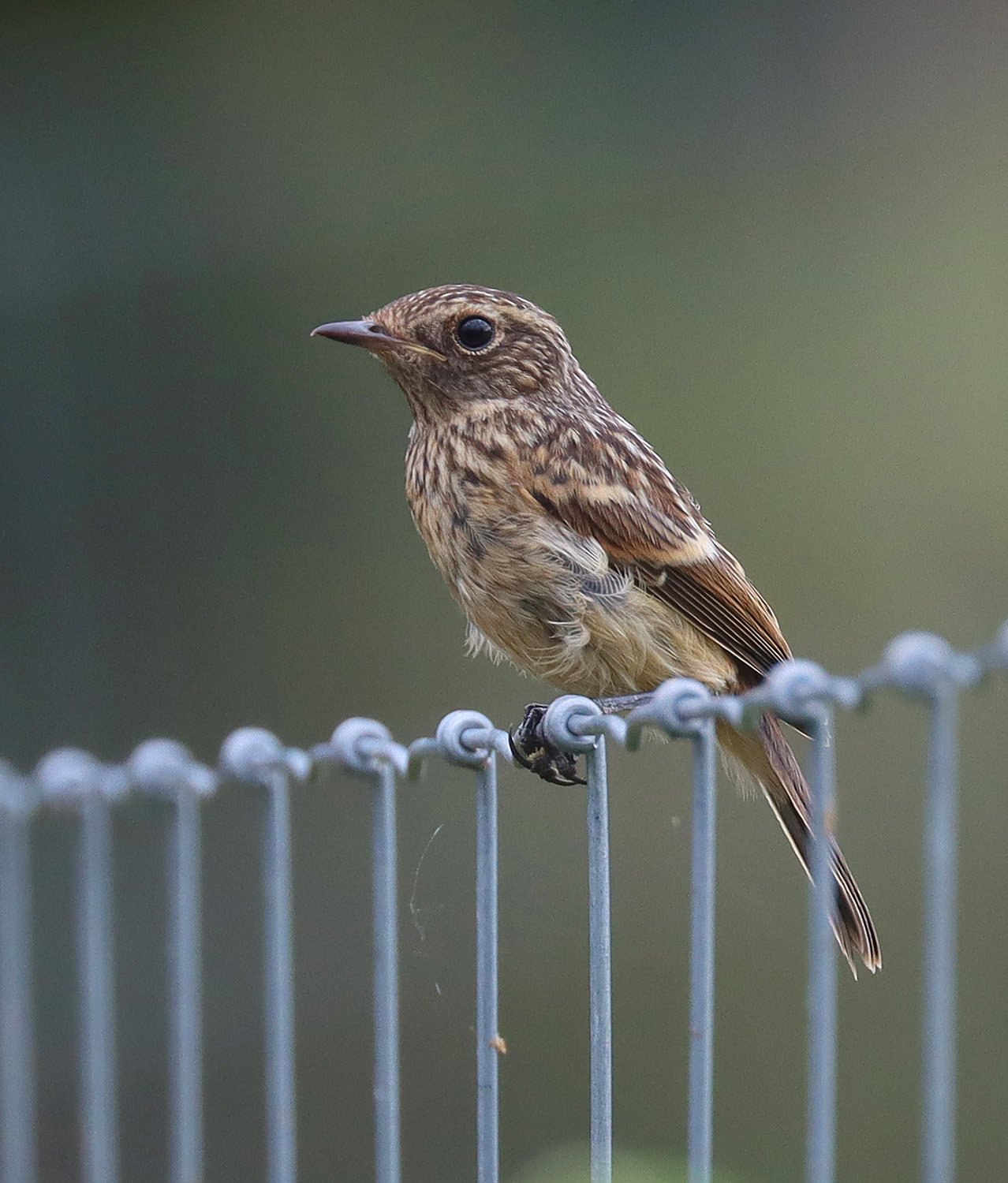 Stonechat