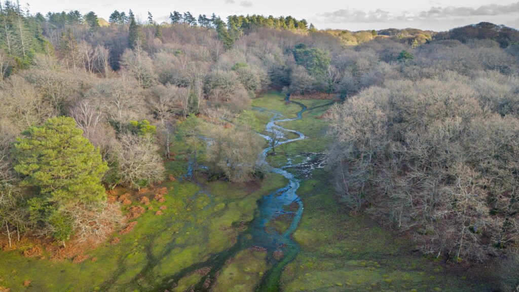 Stream of water running between dense woodland trees
