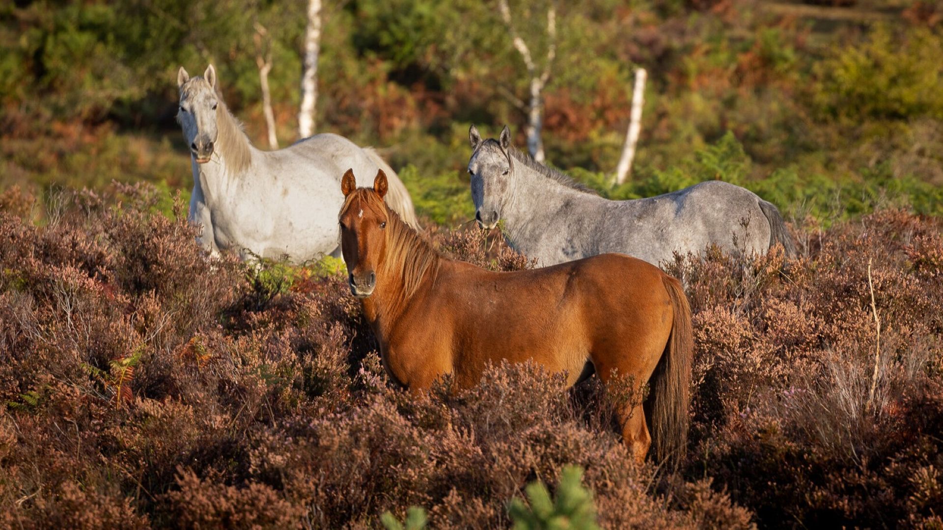 a brown, white and grey pony in the heather