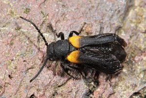 WEB1a_Flame_shouldered_Blister_Beetle_Sitaris_muralis_male_PAUL_BROCK-300×201
