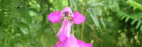 Wild_gladiolus22.NMatthews_New_ForestNP