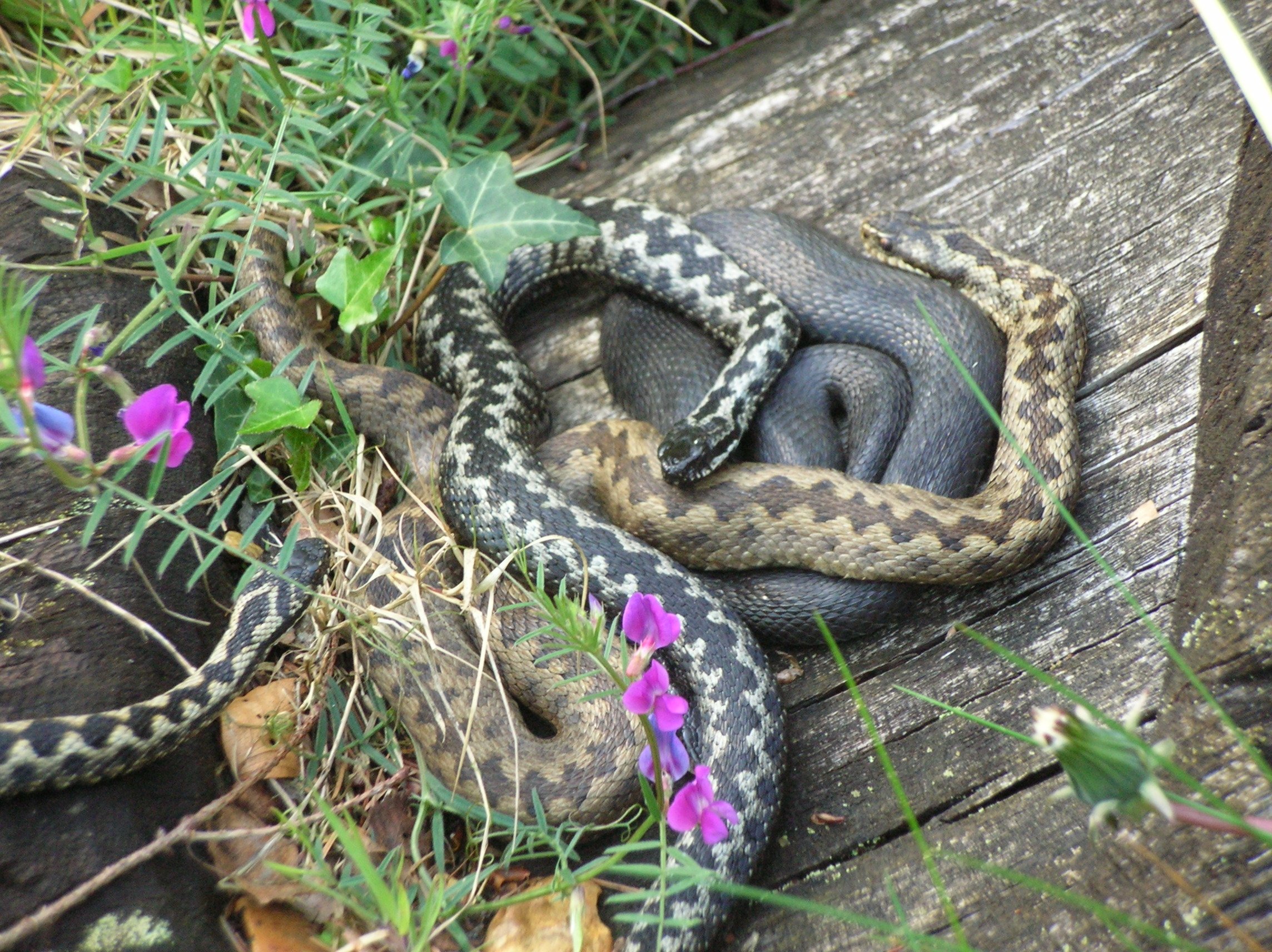 work to restore habitats for adders