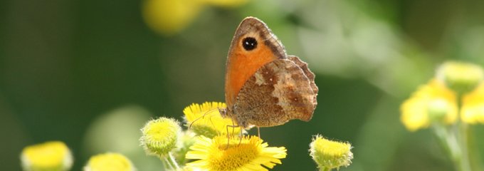 cropped_gatekeeper