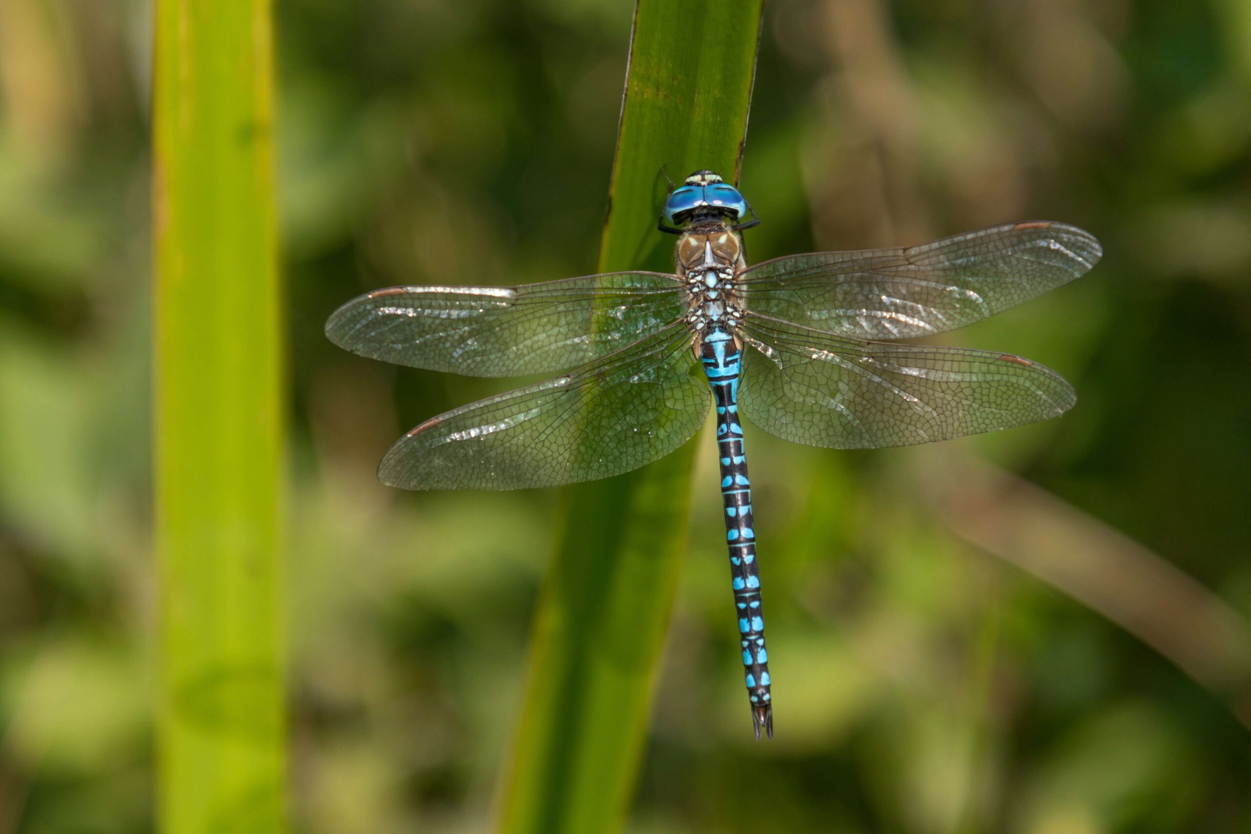 dragonfly