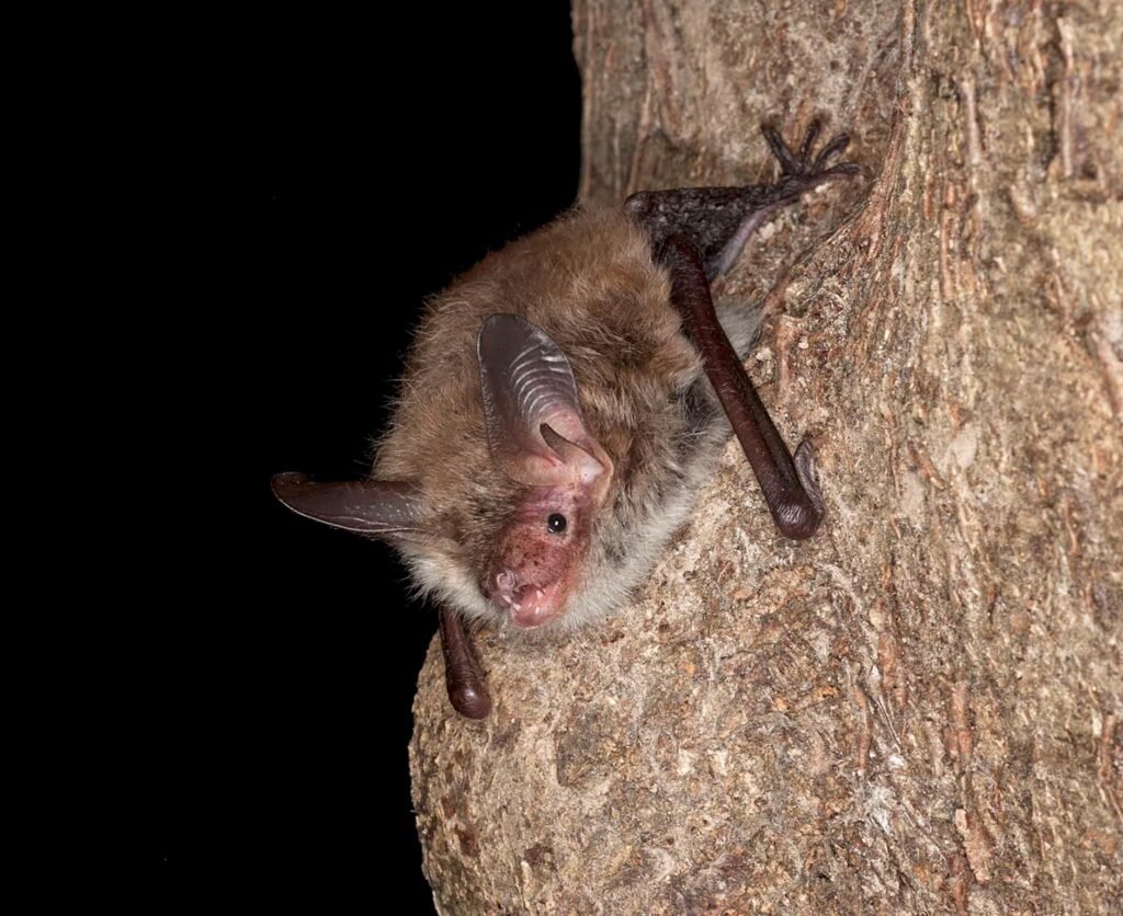 imgi_157_Bechsteins-Bat-Hugh-Clark-Bat-Conservation-Trust