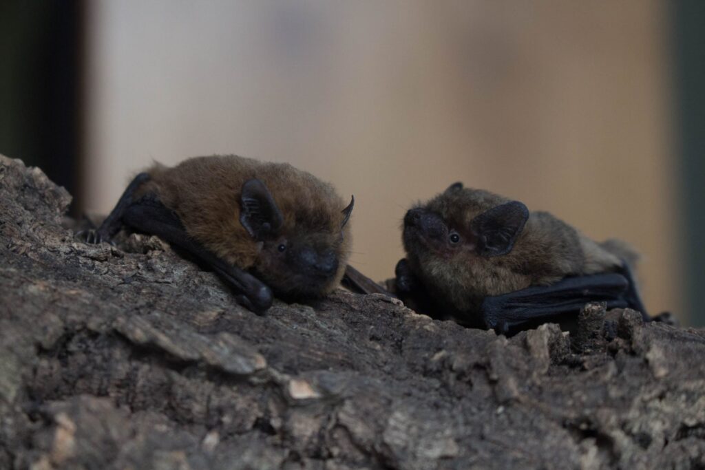 imgi_157_Common-Pipistrelle-Bats-Clementine-Pointer-1920×1280