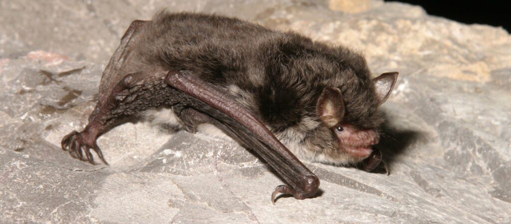 imgi_157_Daubentons-Bat-Hugh-Clark-FRPS-1920×841