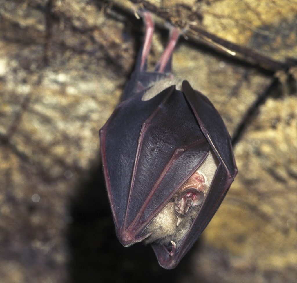 imgi_157_Greater-Horseshoe-Bat-Hugh-Clark-FRPS-crop