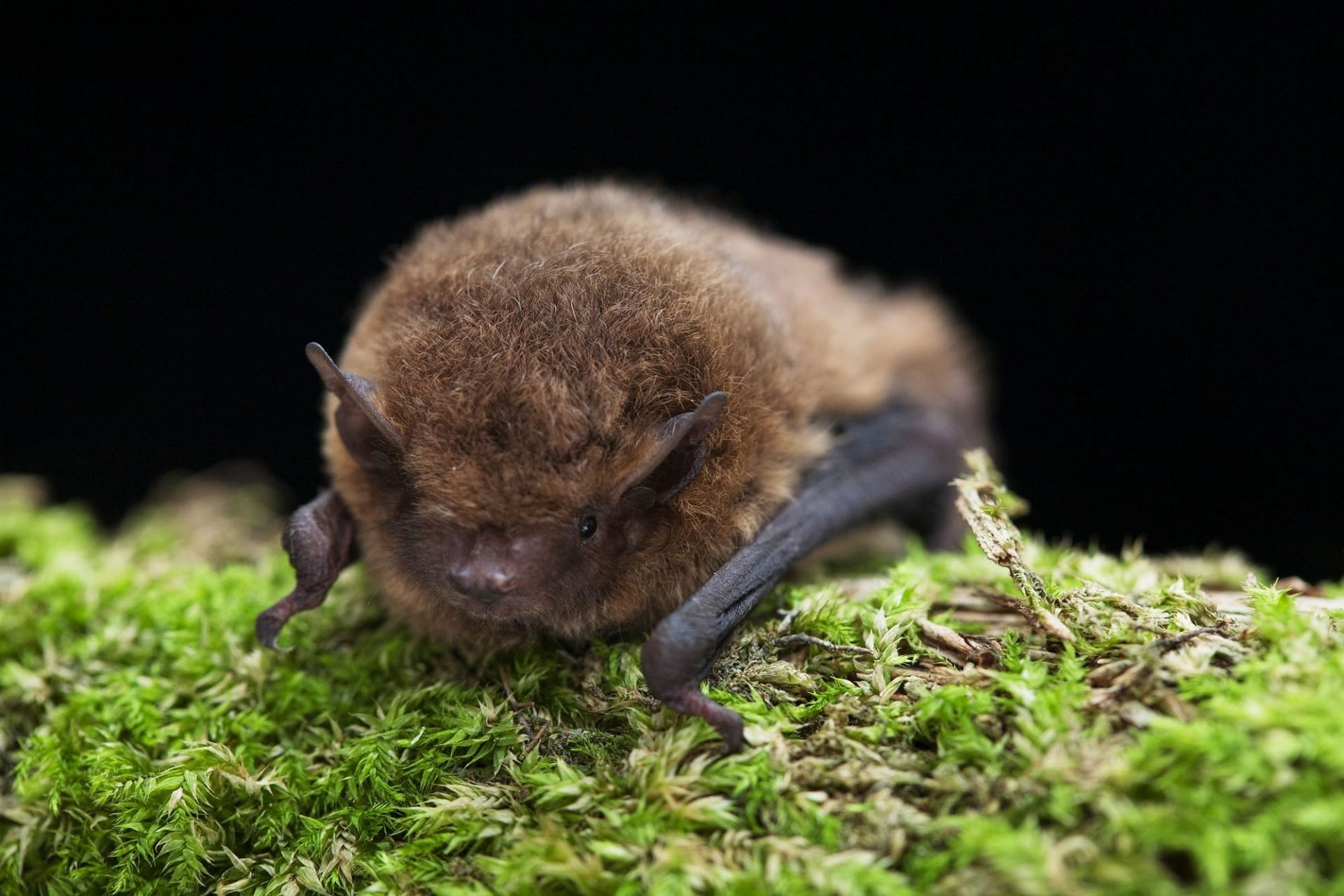 Soprano pipistrelle bat on green moss, close-up showing brown fur, ears, and folded wings