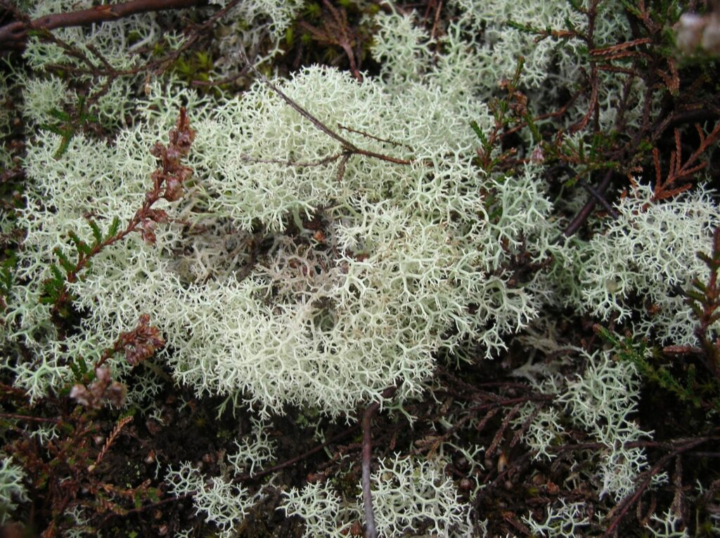 Close-up of pale grey reindeer lichen growing on the forest floor among brown twigs and small green plants at Roydon Woods