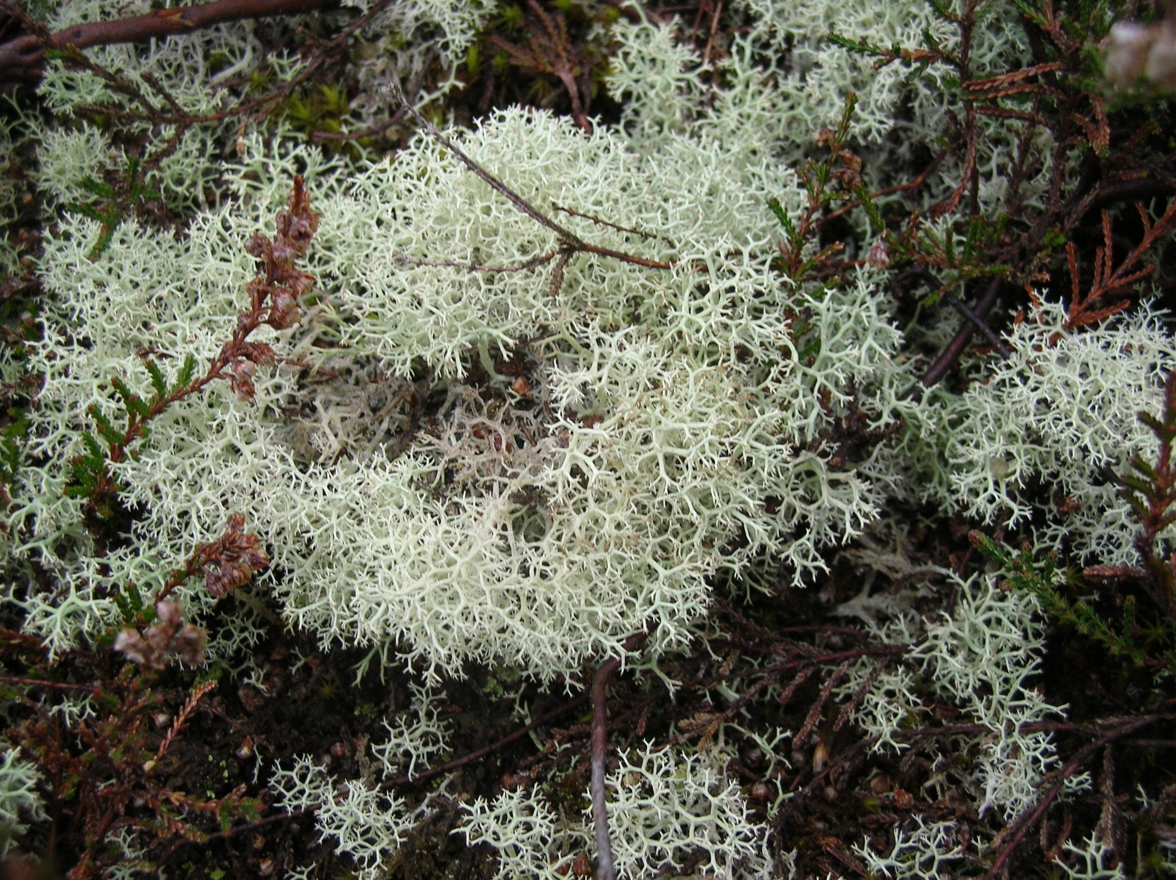 Close-up of pale grey reindeer lichen growing on the forest floor among brown twigs and small green plants at Roydon Woods