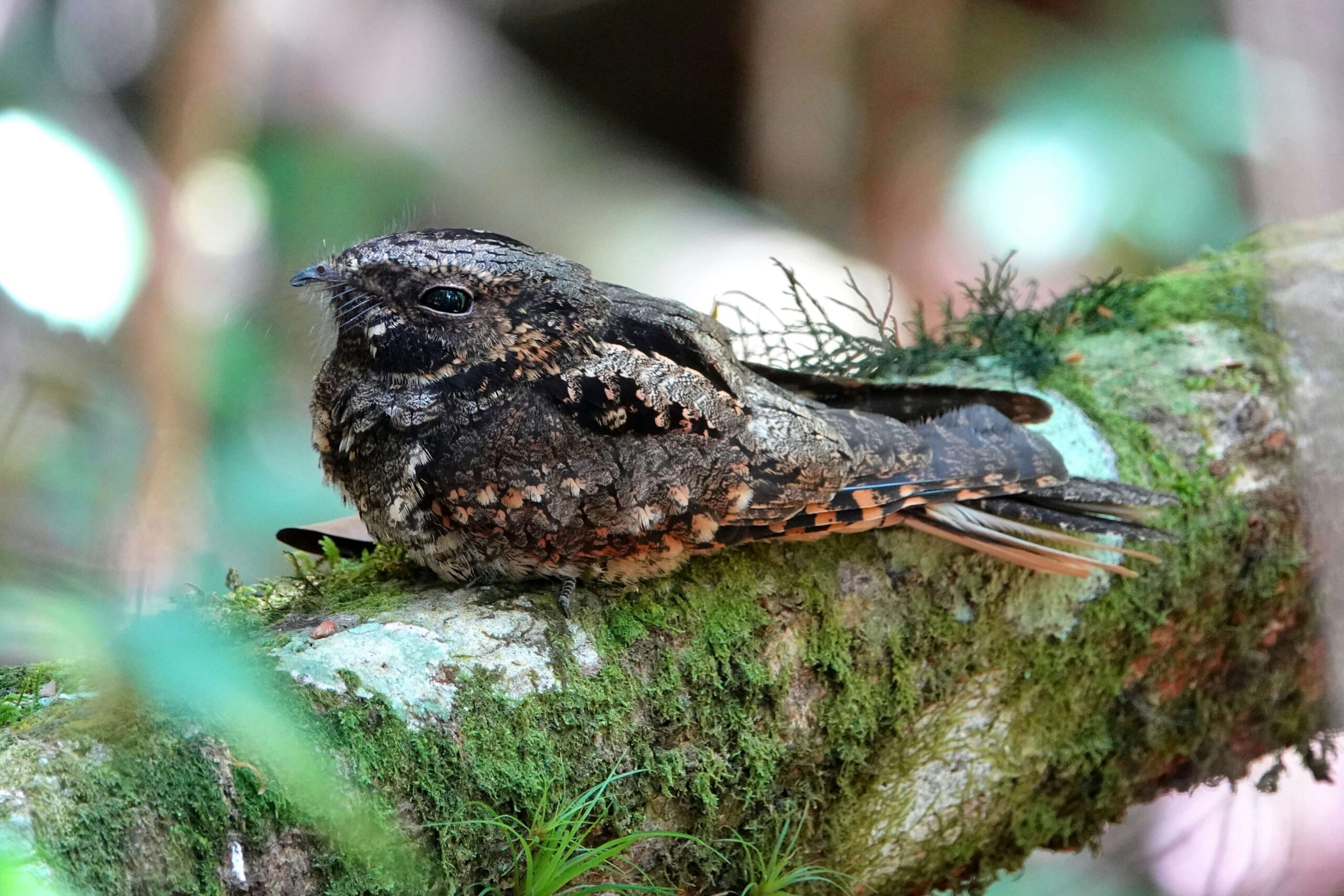 nightjar