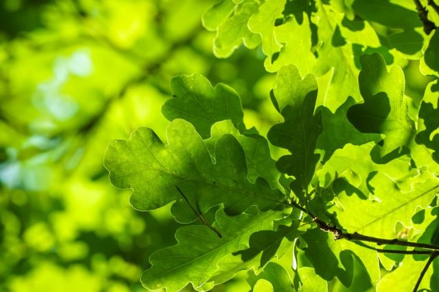oak-leaves2-640×427
