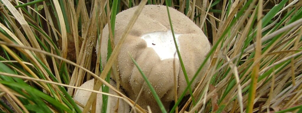 puffball-1-1920×720