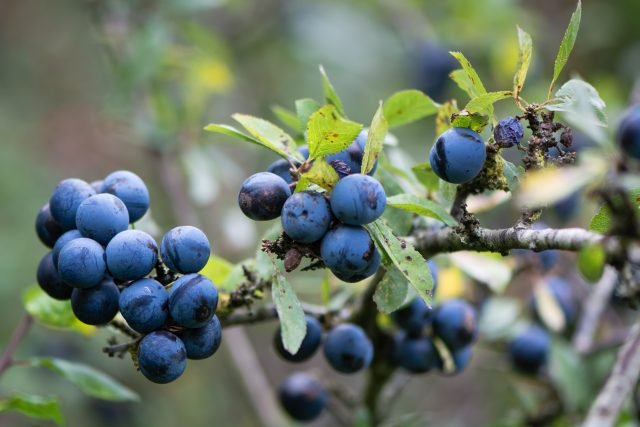 sloes-640×427