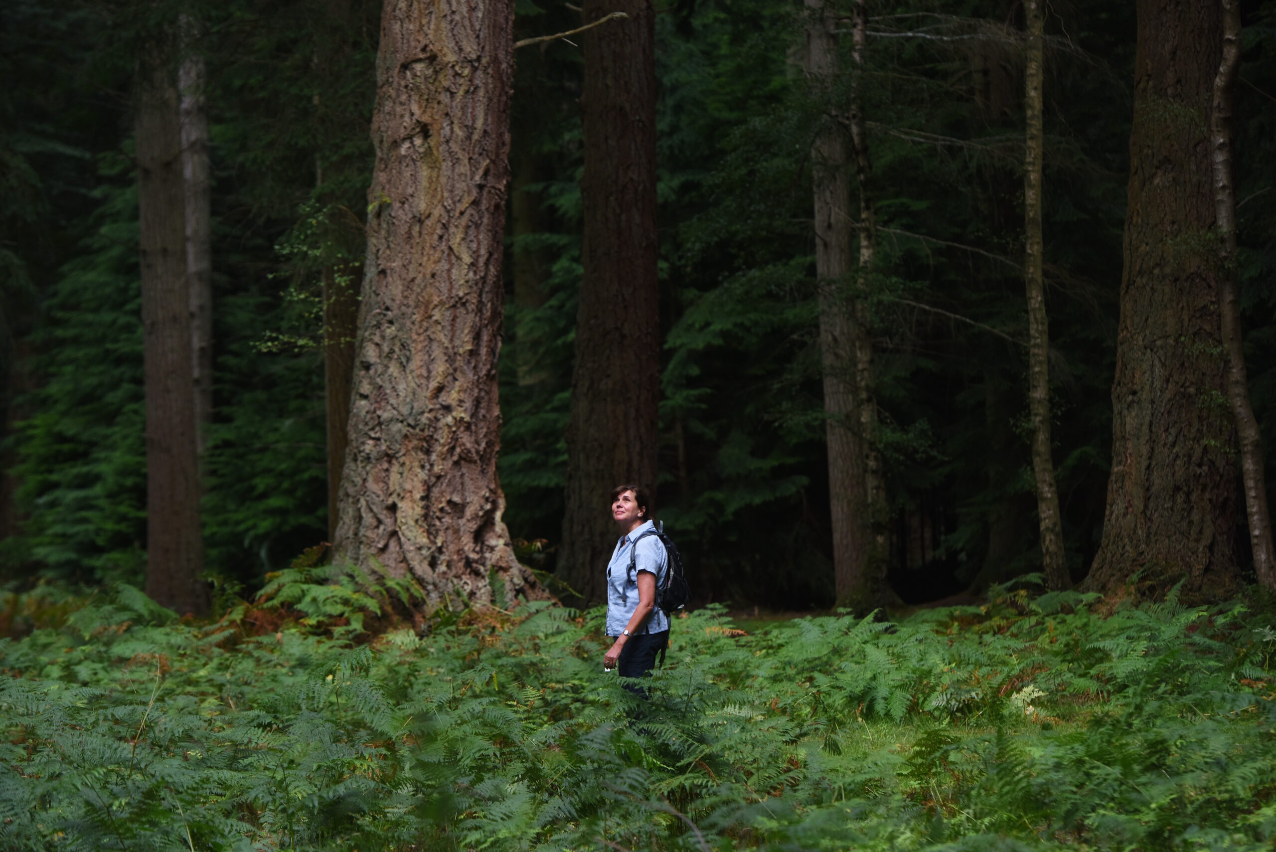 a person standing in the middle of the Forest