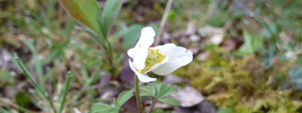 wood-anemone-crop-1920×720