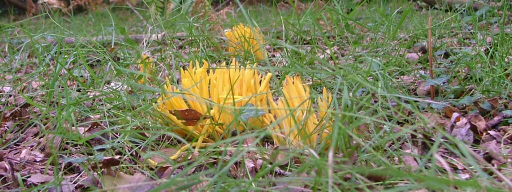 yellow-spindles-1920×720