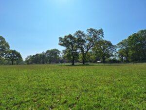 Several trees in a field