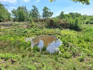A pool of water surrounded by bushes and trees