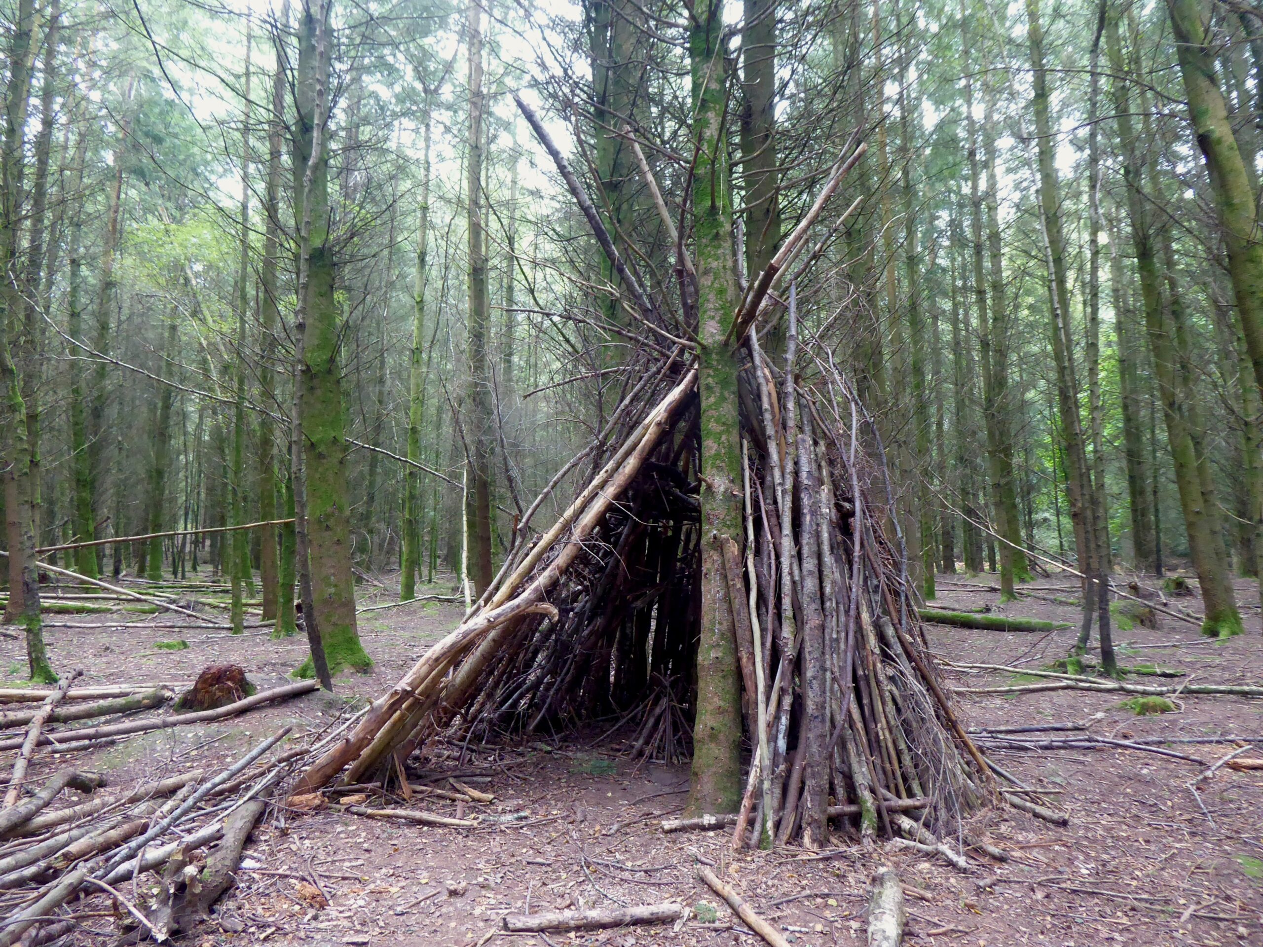 Stick shelter leaning against a tree in a dense woodland, with fallen branches scattered on the forest floor