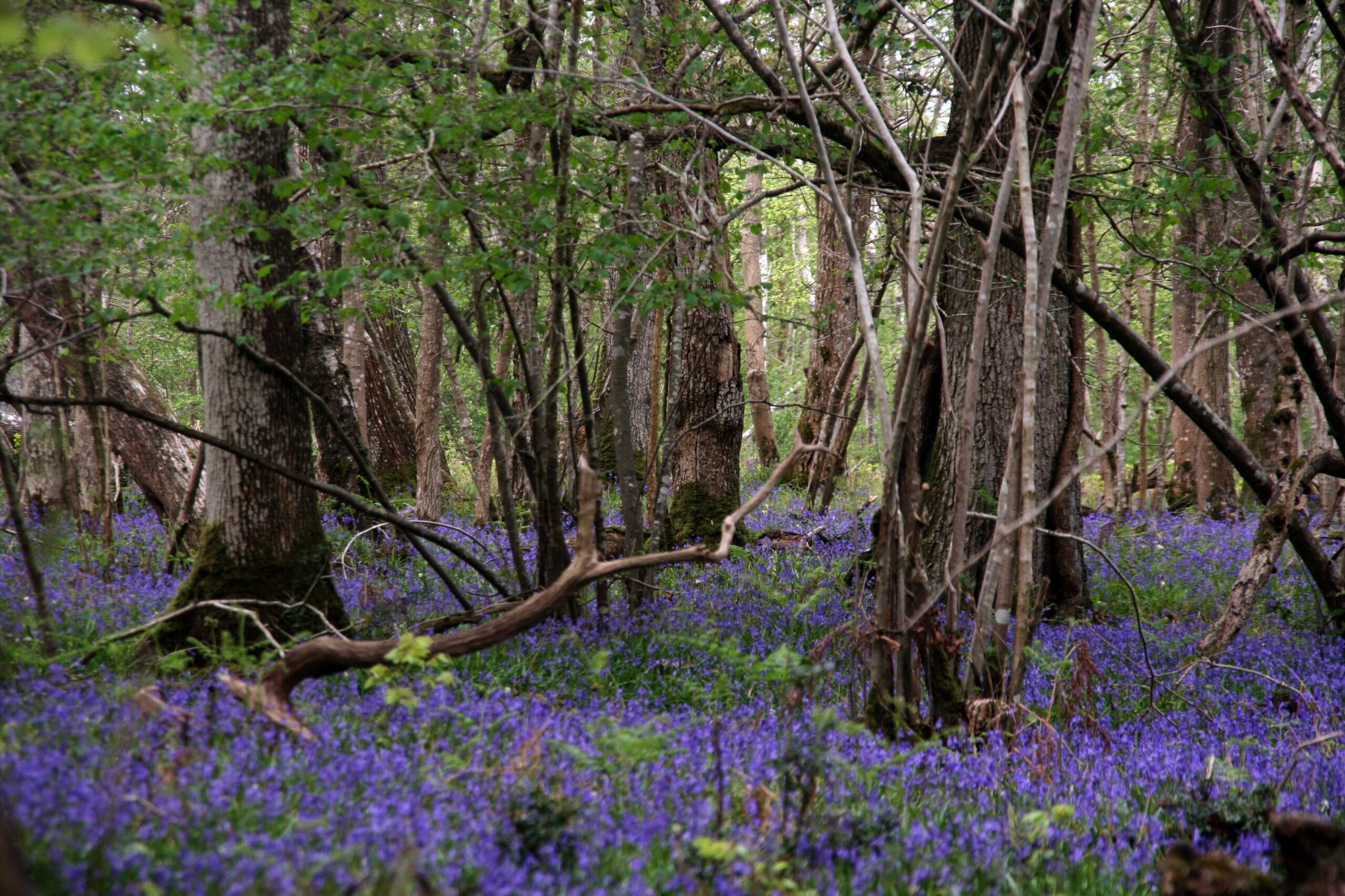 Bluebells carpeting the forest floor beneath tall trees and tangled branches in Roydon Woods
