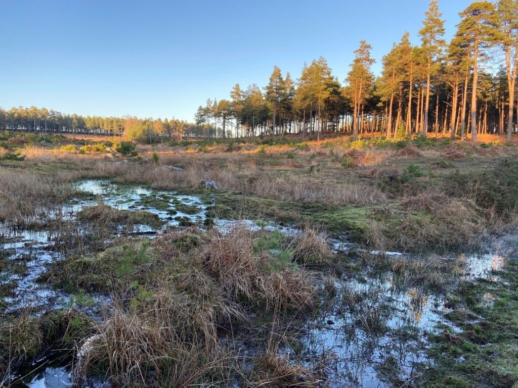 Waterlogged bog with grassy tussocks and small pools, leading toward a sunlit pine forest under a clear blue sky