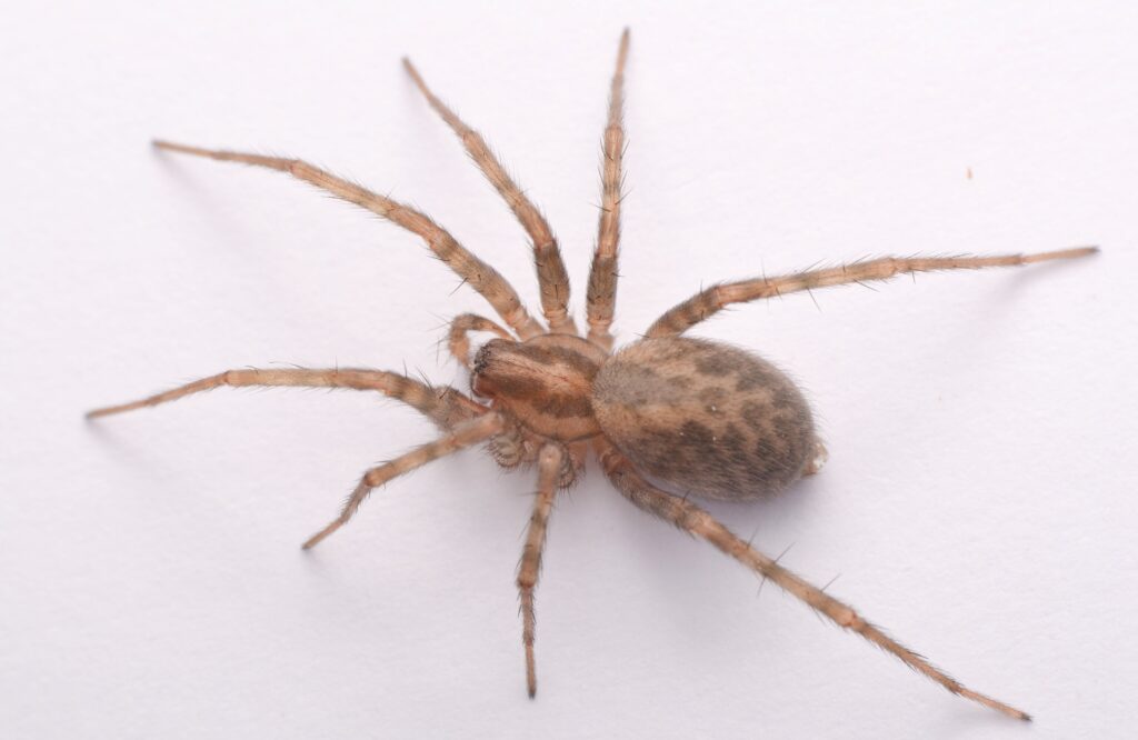 Common-House-spider-Tegenaria-domestica