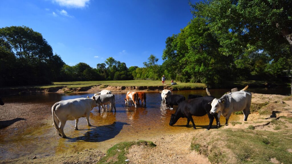 Cows wading and drinking in the Lymington River at Balmer Lawn, Brockenhurst, with trees and a grassy bank under blue sky