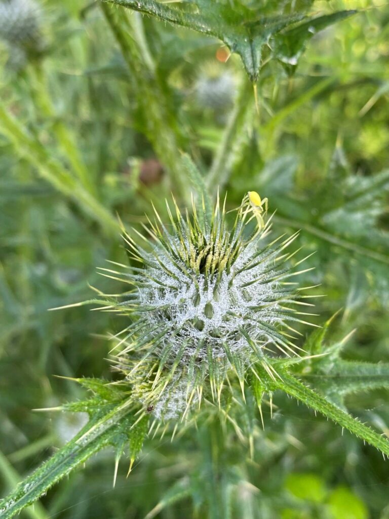 Crab-Spider-Denise-Pichler