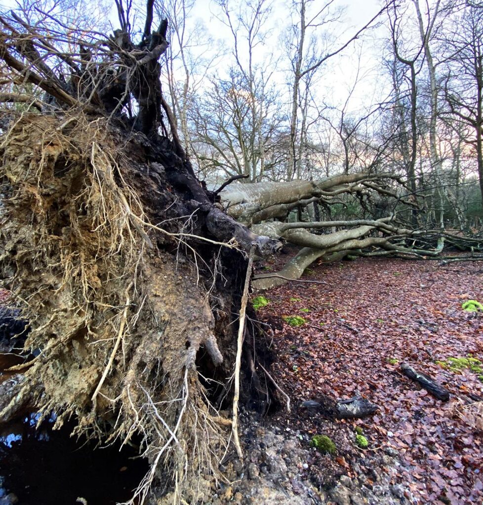 Fallen trees in a muddy woodland