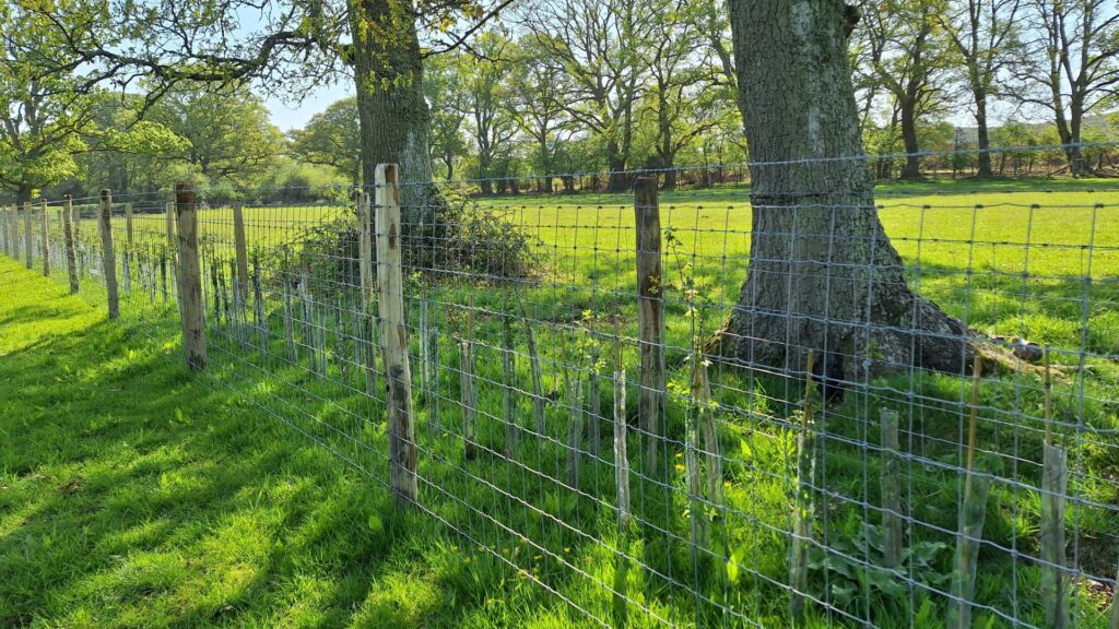 Wooden posts in a field with two trees in the background