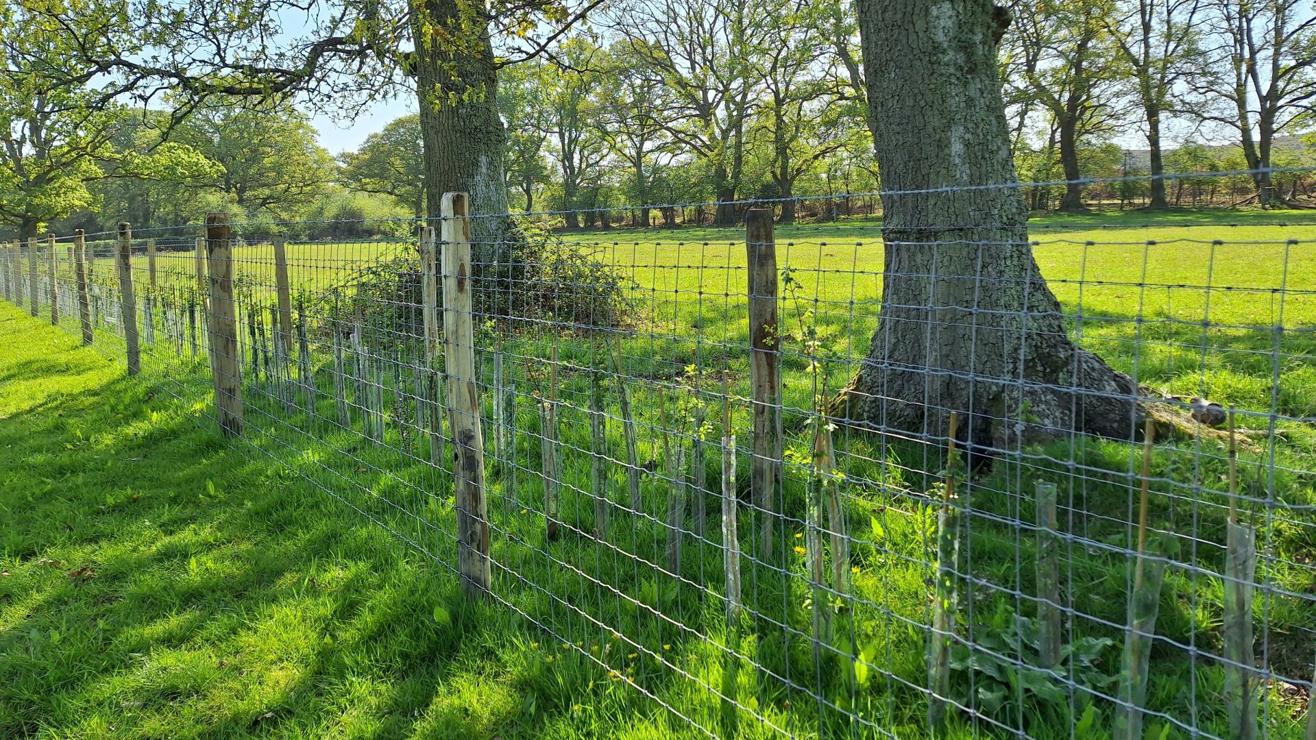 Wooden posts in a field with two trees in the background