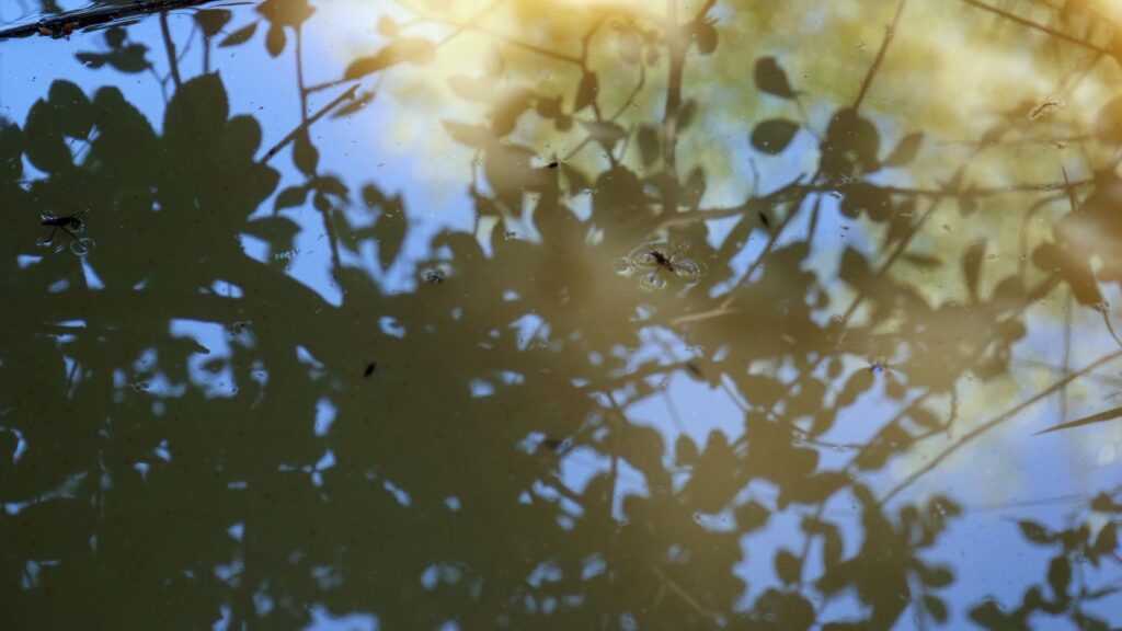 photo reflection in a pond