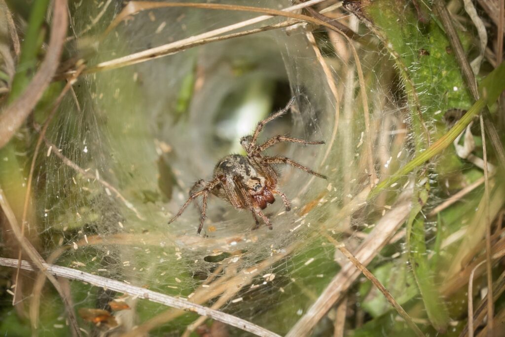 Labyrinth-Spider-Anne-Richardson