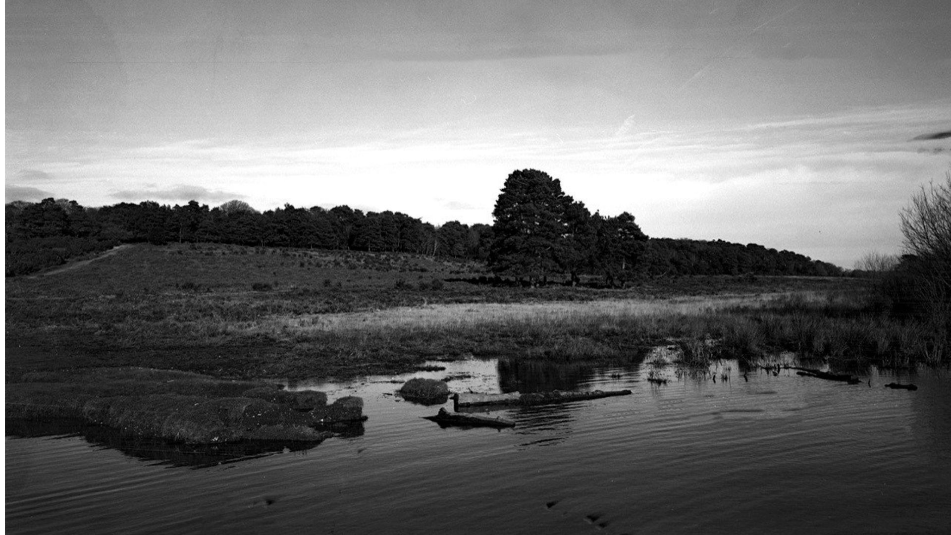 black and white New Forest landscape