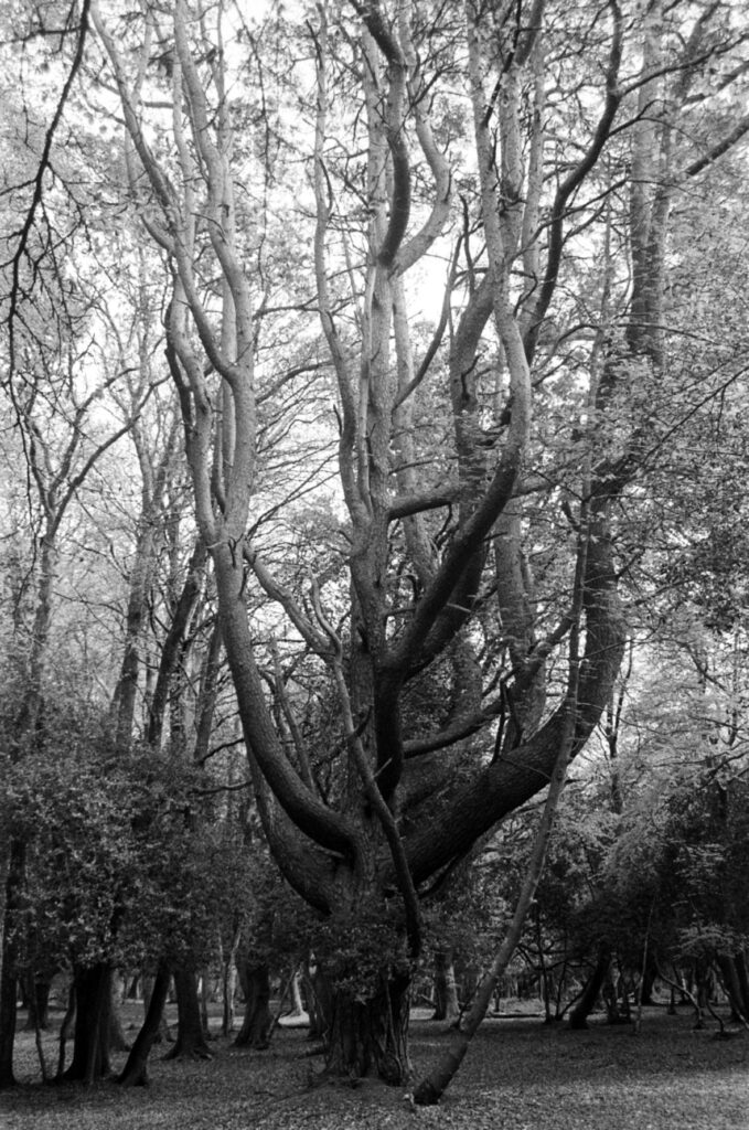 Black and white New Forest trees