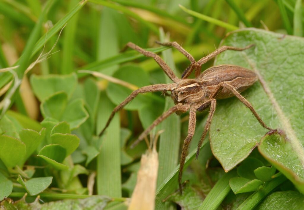 Nursery-Web-spider-Pisaura-mirabilis.
