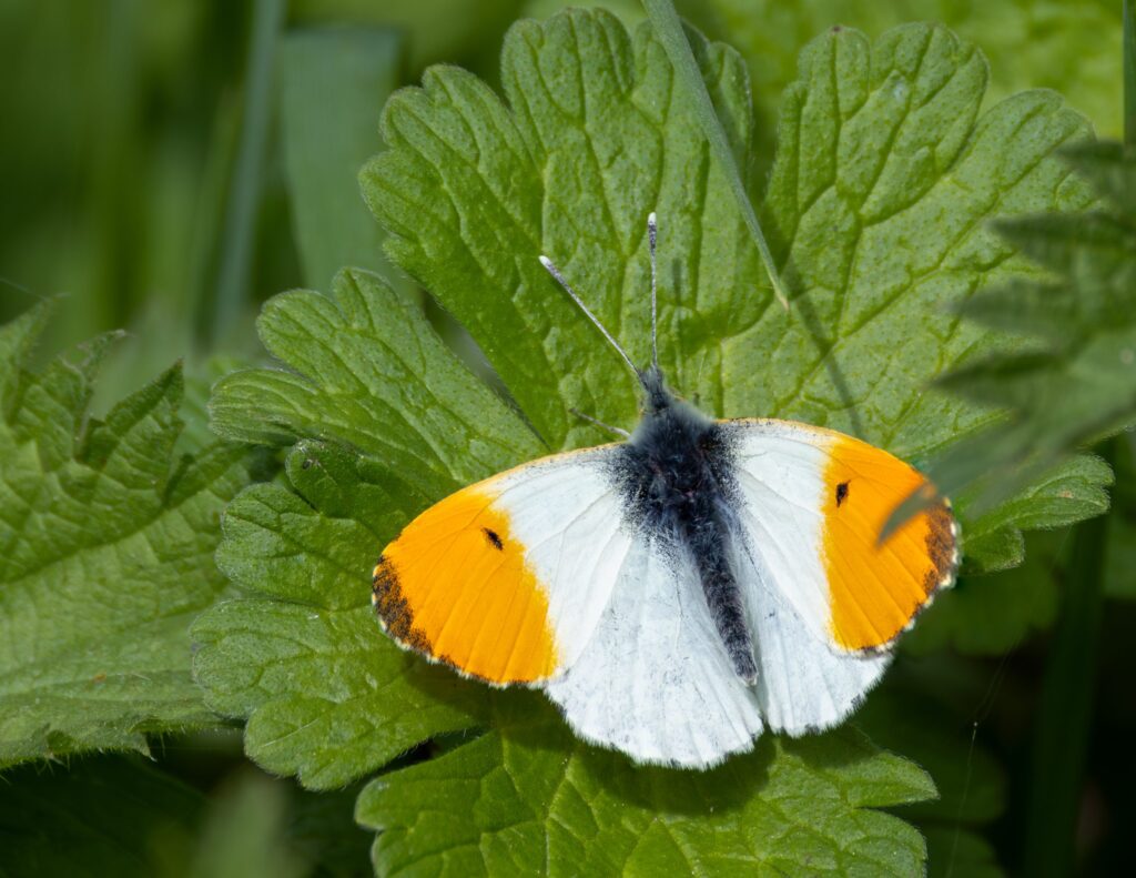 orange and white butterfly on a leaf