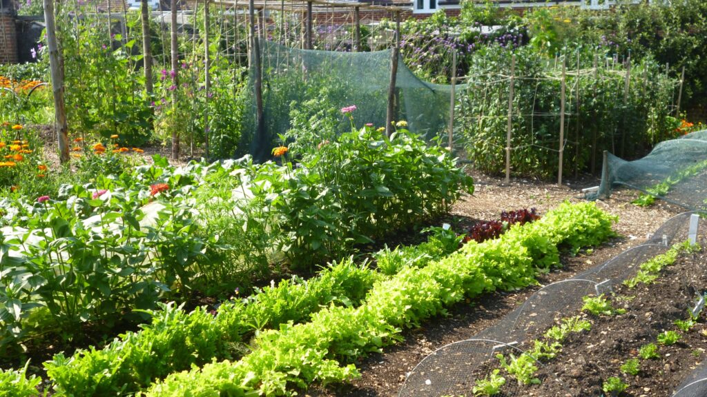 an allotment with rows of vegetables