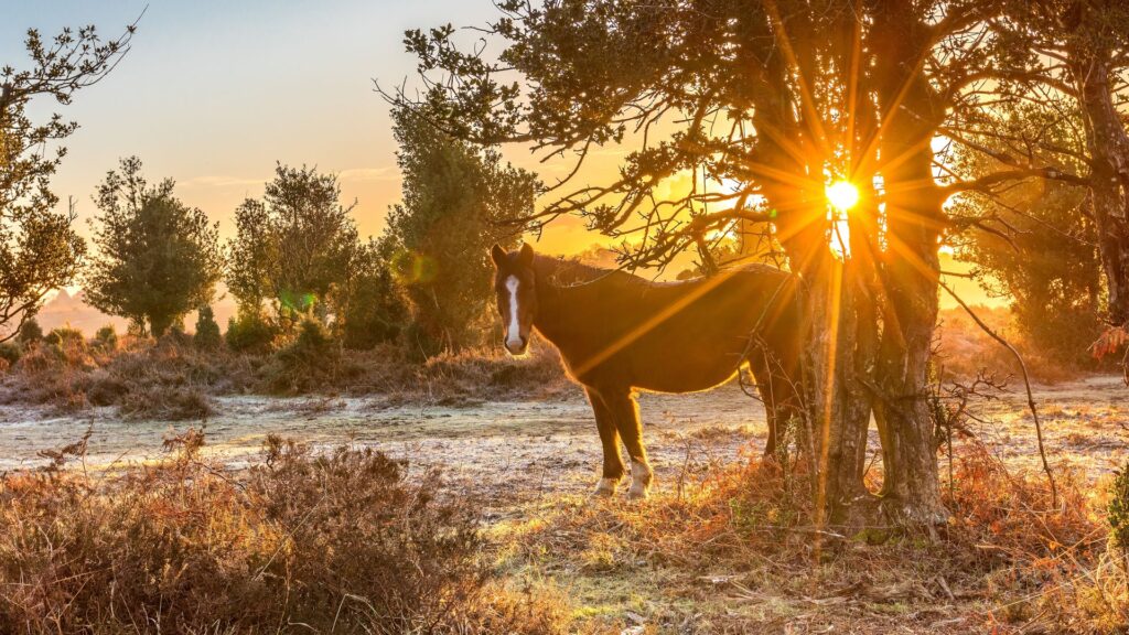 a brown pony in woodland with a sunrise behind