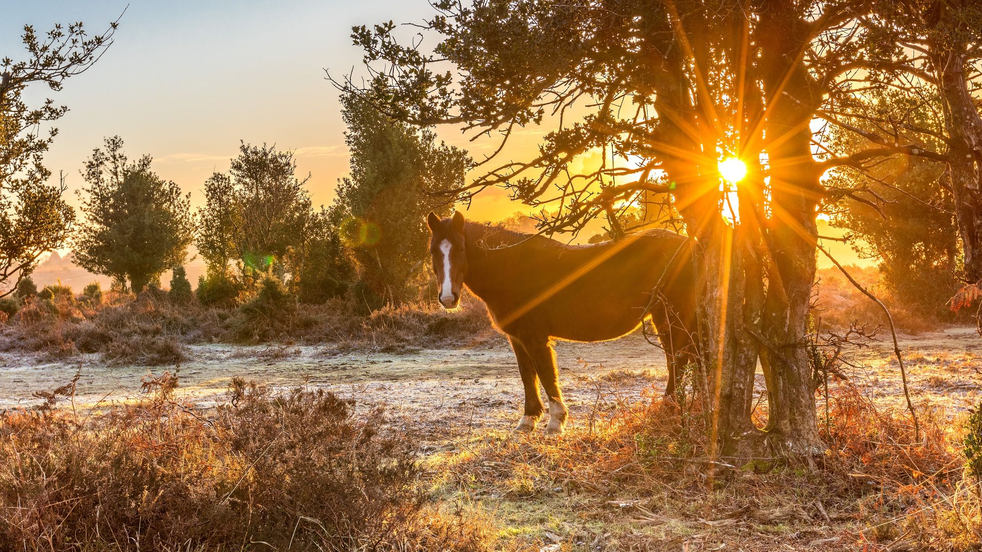 a brown pony in woodland with a sunrise behind