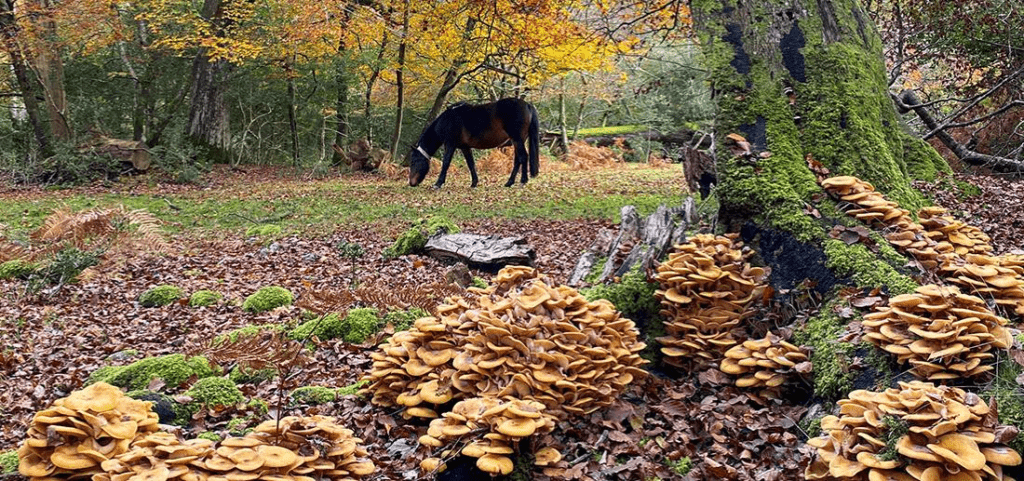 New Forest Wildlife Park