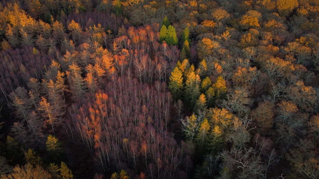 An aerial view of a woodland during autumn, all the trees are orange, yellow or red and illuminated by a setting sun