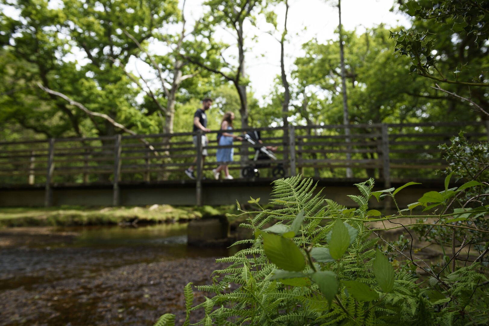 A family walks in the woods over a bridge in the New Forest.