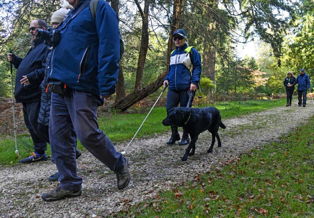 Visually impaired walkers with a stick and a guide dog on an accessible trail in the New Forest.