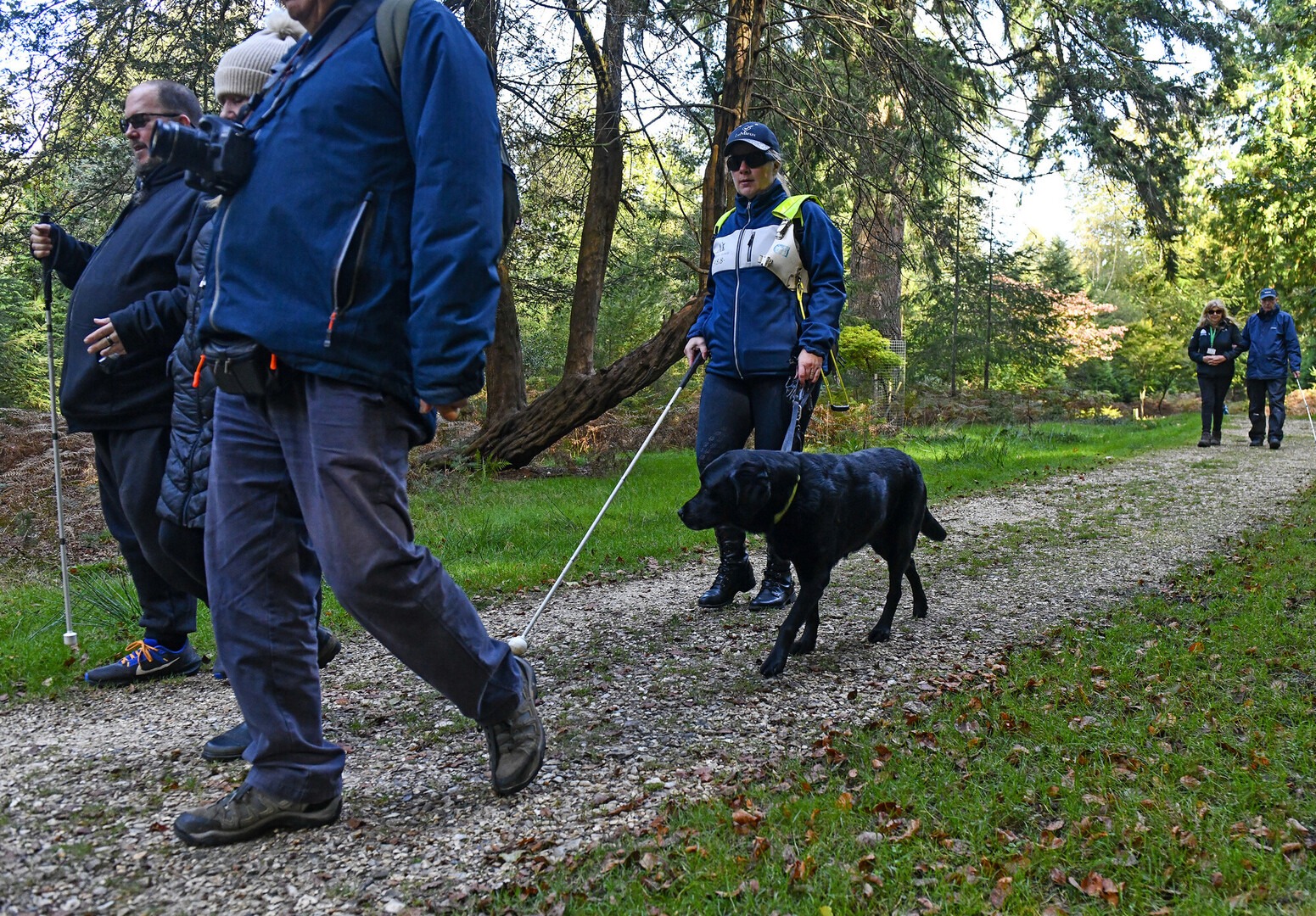 Visually impaired walkers with a stick and a guide dog on an accessible trail in the New Forest.