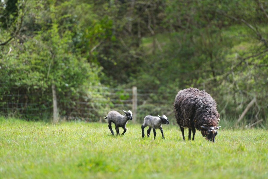 Sheep and lambs in the New Forest